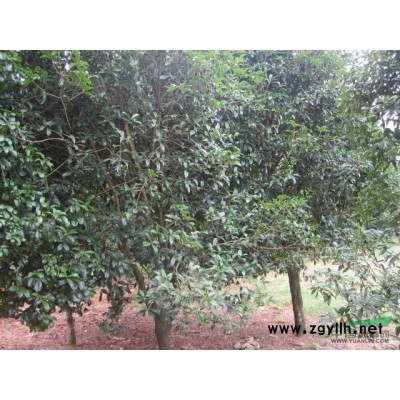 樱桃小苗（黑珍珠）