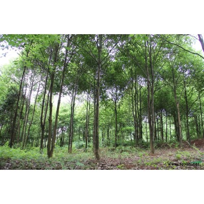 大量供应单杆，丛生香樟，天竺桂，桂花，栾树，朴树，黄葛树