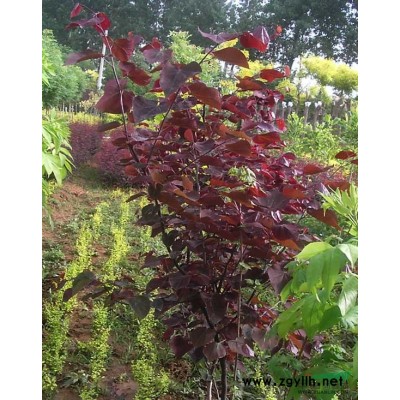 供应金叶皂角 加拿大红樱 紫叶红栌 娜塔栎 柳叶栎