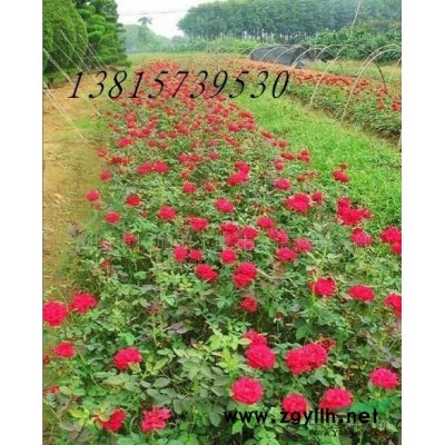 大量供应：紫叶李、红叶李、郁李彩叶苗木花卉植物红叶李等行道树