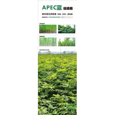 自家苗木出售—栾树、国槐