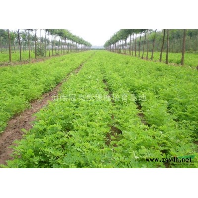 紫穗槐苗木产品展示、价格趋势