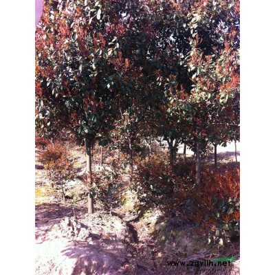 5公分红叶石楠高杆