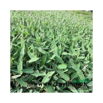 各品种的  美人蕉