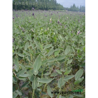 水生木本植物（南川柳）