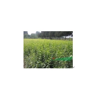 河南地区特供30--45公分法桐量大