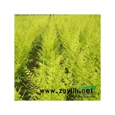 2013*新国槐价格 2013权威国槐价格行情