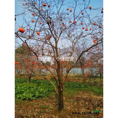 出售15年龄柿子树直径20公分左右