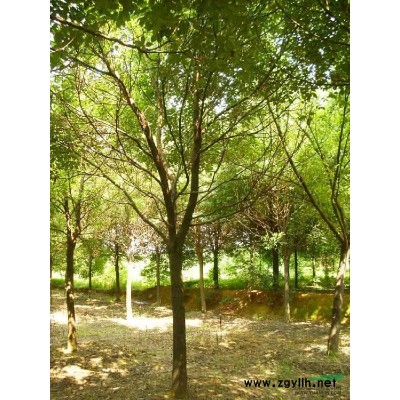 **优质的黑松 黑松报价