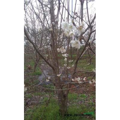 供应紫薇、芙蓉、大果樱桃苗木