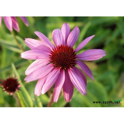 山东青州3-4公分紫叶李价格