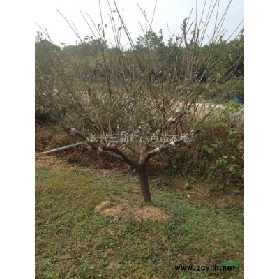 杨梅，杨梅价格，杨梅图片，杨梅供应，2015年杨梅价格