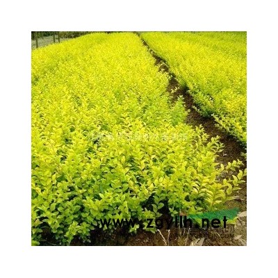 攀缘植物【金钟花 】又名 连翘小苗