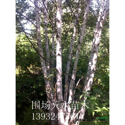 大量供应高品质元宝枫