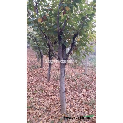 出售4-16公分樱花