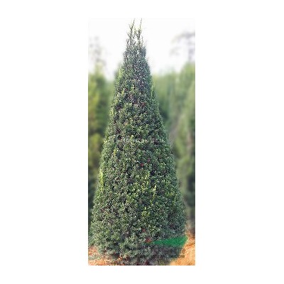 曼地亚红豆杉小苗