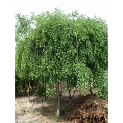 海棠*新价格/海棠报价