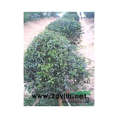 水杉 5-15公分水杉报价