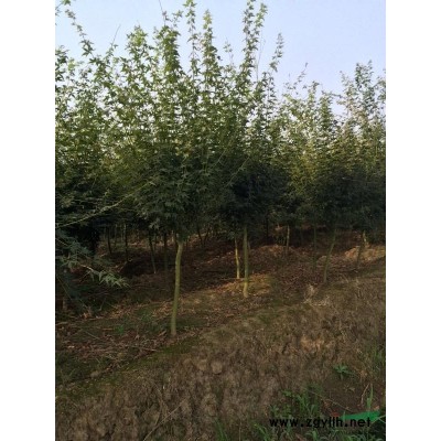 苏州苗圃处理2公分鸡爪槭