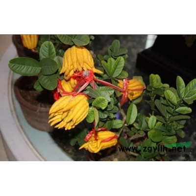 各品种柚子树苗长期大批量供应（浙江金华）