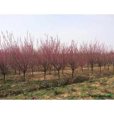 安徽单杆红叶石楠3介绍