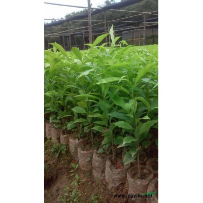 亮叶木莲珍贵绿化树种