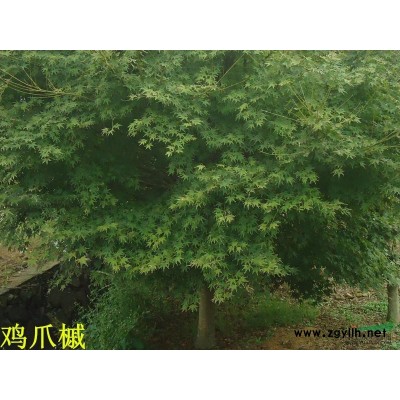 浙江嵊州市供应八月桂