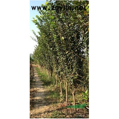 农户直销紫薇，西俯海棠，红叶石楠等，