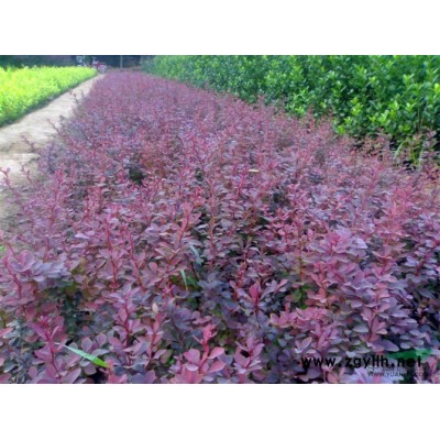 北海道黄杨，小龙柏，薯块，金叶女贞，红叶小檗，月季，紫叶李等