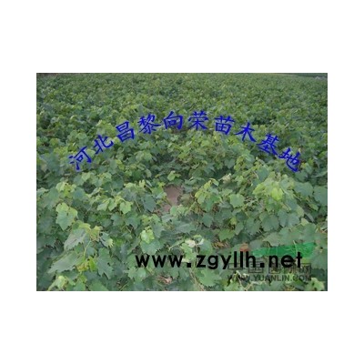 河北向荣基地供应红叶李