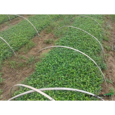 广西红继木/广西杜鹃/广西罗汉松/广西八月桂/广西四季桂