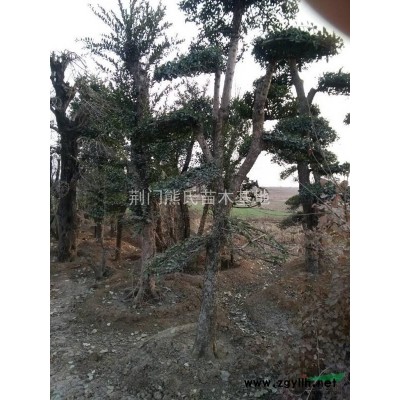 红叶石楠球，红叶石楠盆苗，红叶石楠小苗价格，独杆红叶石楠供应