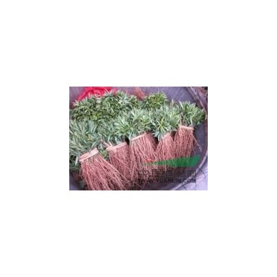 杨梅芽苗，紫玉兰芽苗，枳壳芽苗，柠檬芽苗，山楂芽苗，酸柑芽苗