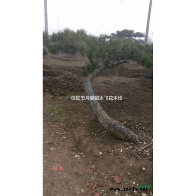 雪松 江苏松 仪征雪松 雪松价格