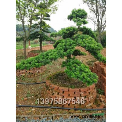 湖南特色造型罗汉松图1