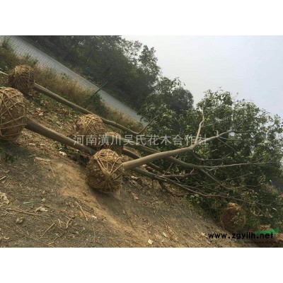 河南地区供应八月桂地径1～6公分