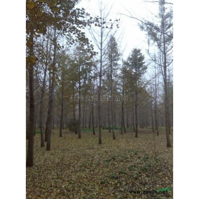 樱花4到16公分报价 徐州 苏北樱花价格