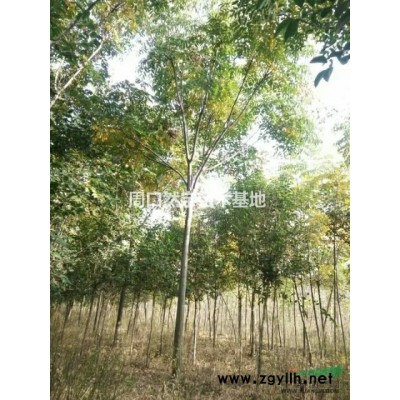 供应6-8公分樱花