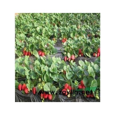 1年2年紫叶矮樱苗