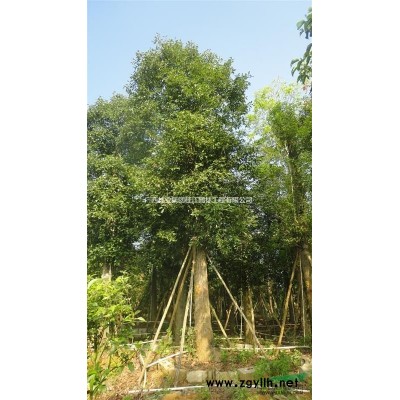 广西隆安县那桐供应香樟4-58cm