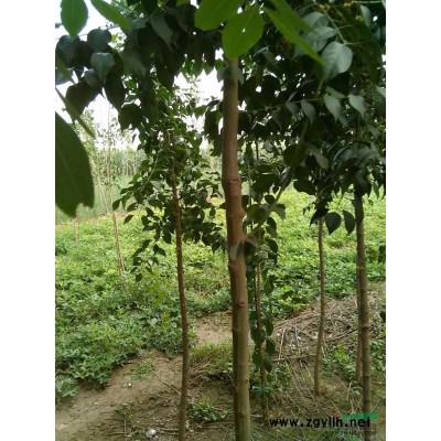 3公分丝棉木小苗新价格 山东丝棉木树苗 丝棉木小苗