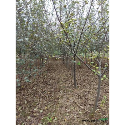 北美海棠D：5一13公分.共计2000株。