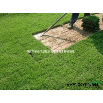 香樟  香樟价格 江苏香樟树 句容香樟树