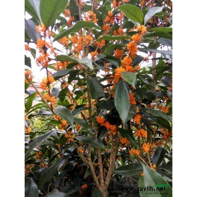 供应高1一2米，米径1一3公分桂花，丹桂小苗