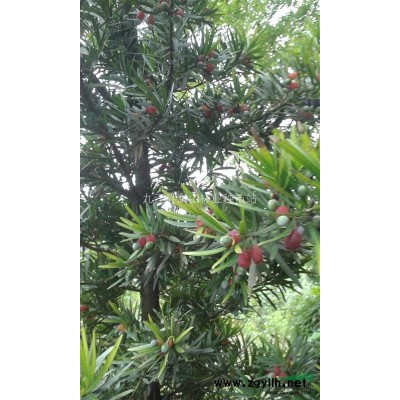 无患子2*新价格/无患子2报价