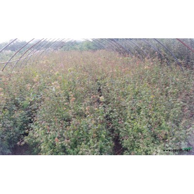 安徽省合肥市供应30-50公分红豆杉小苗