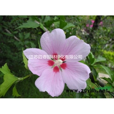 供应柿子树、大磨盘柿、火晶柿、古荡柿等-四春园林种植多品种可