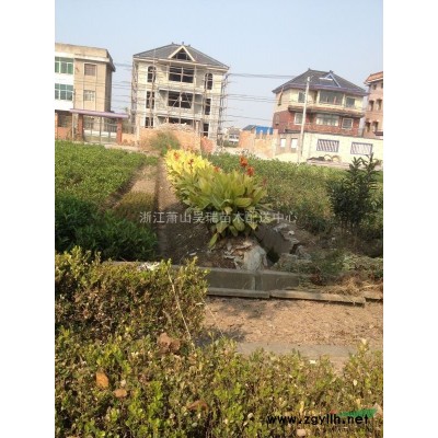 浙江大叶栀子毛球，大叶栀子价格