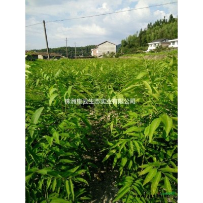 株洲集云生态实业有限公司供应红豆杉，金丝楠木，刨花楠，红楠花