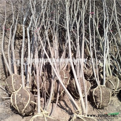 苗圃直销底价出售优质品种嫁接桂花,多规格多品种